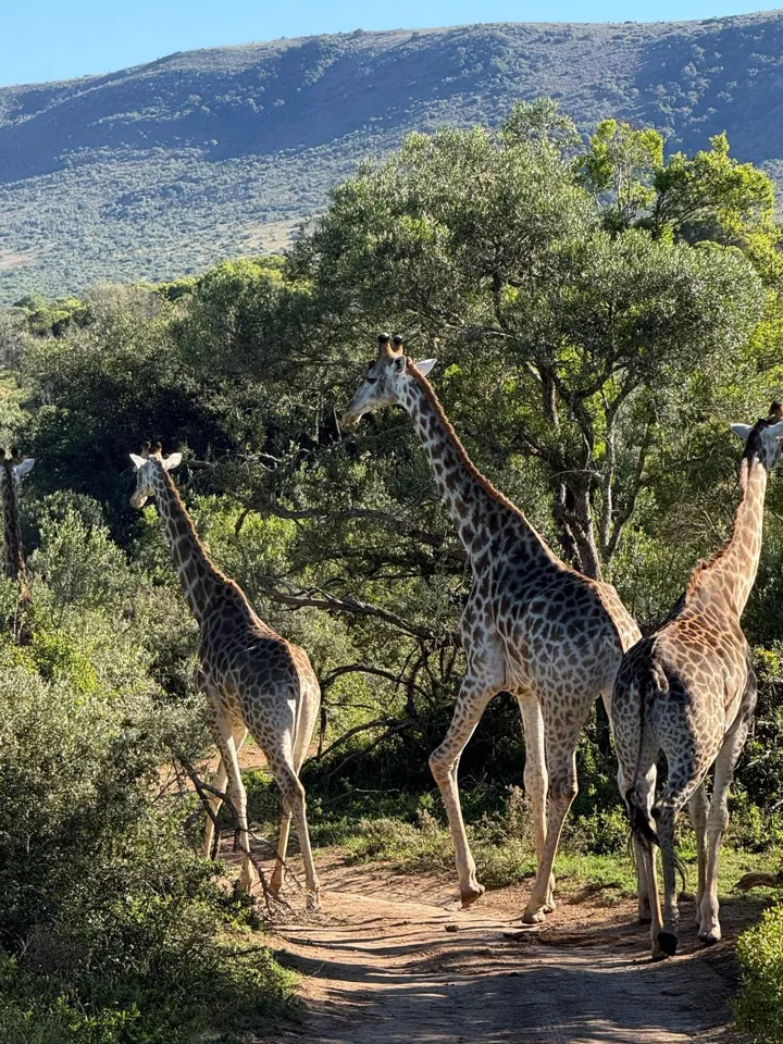 Drie giraffen tussen de bomen