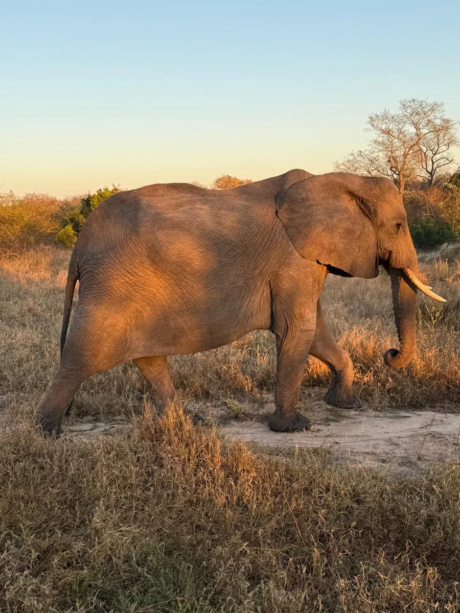 Een olifant loopt door het gouden avondlicht tijdens een van onze gamedrives