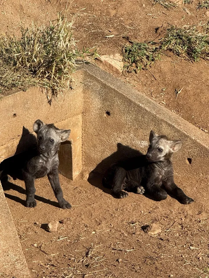 Twee jonge hyena's bij hun hol