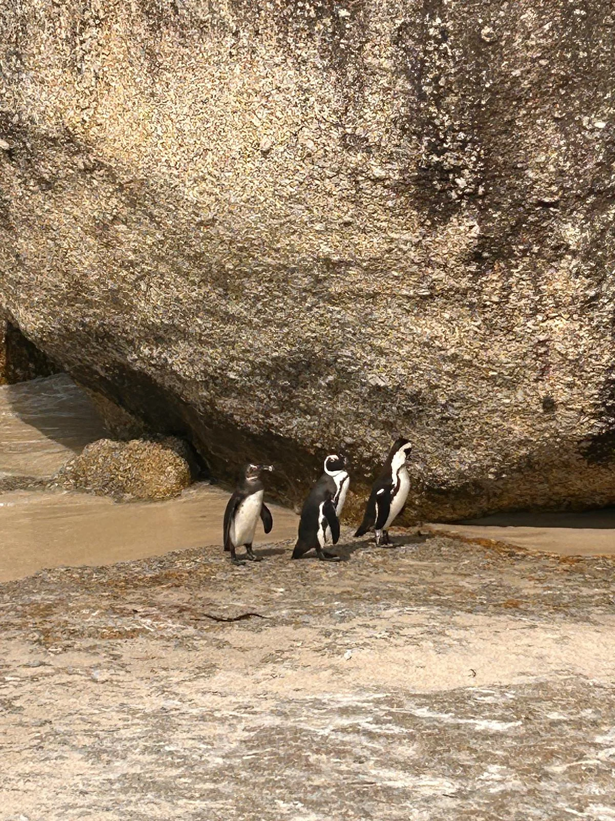 Penguins on the rocks at Boulders Beach