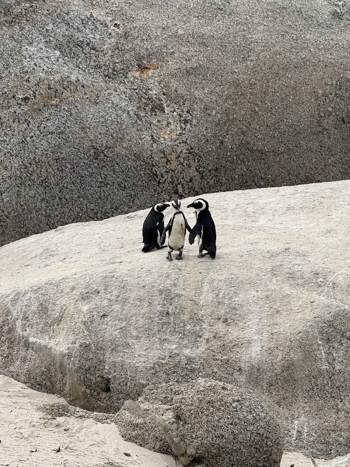 Pinguïns bij Boulders Beach