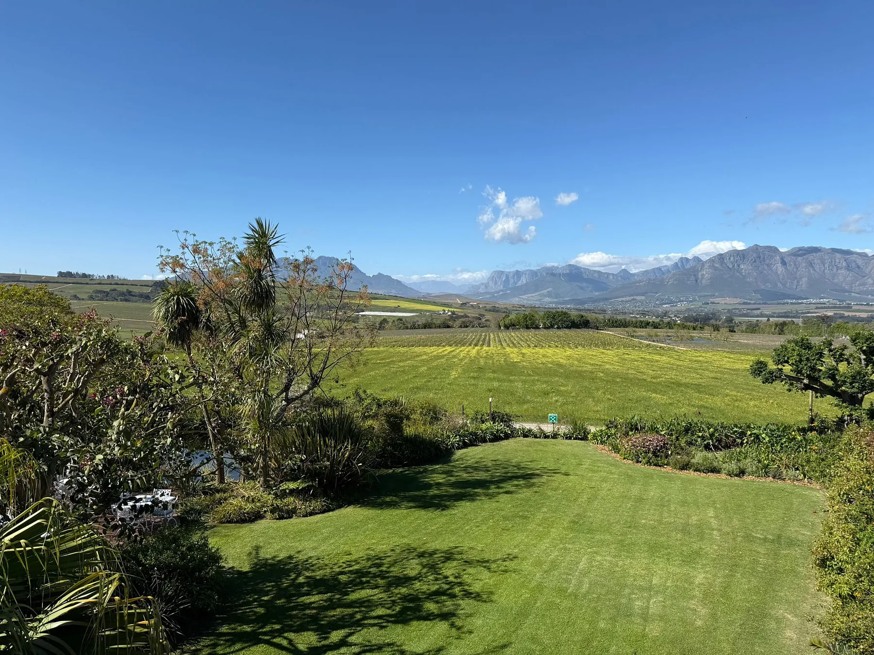 Vineyards with the Stellenbosch mountains